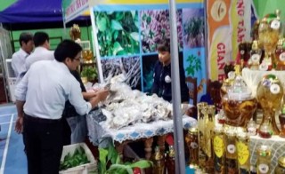 Hợp tác nghiên cứu, chế biến dược liệu