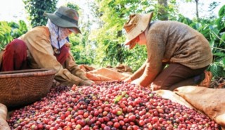 Cường quốc cà phê vẫn… đuối!