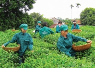 Gỡ nút thắt cho ngành chè Việt Nam