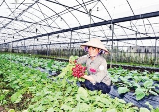 Củng cố hợp tác xã vững mạnh