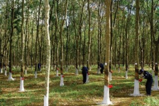 Người trồng cao su chờ lối thoát