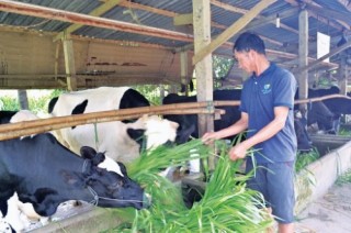 Ngành chăn nuôi: Tổ chức lại sản xuất để phát triển