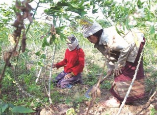 Xuất khẩu sắn lát lao đao vì thuế