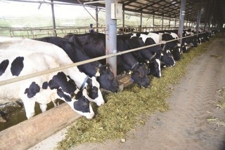 Doanh nghiệp sữa: Đau đầu vì tên gọi