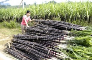 “Giật cục” như mía đường