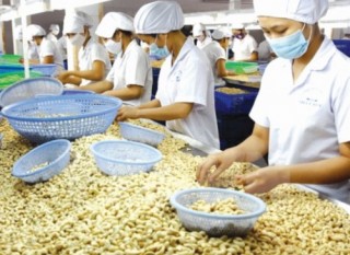 Ngành điều vẫn phụ thuộc nhập khẩu