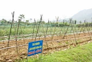 Gắn sản xuất hữu cơ với du lịch