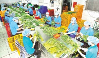 Xuất khẩu nông sản: Dồn lực để cán đích