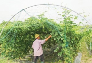 Cần hỗ trợ sản xuất rau sạch