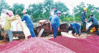 Gỡ khó cho xuất khẩu nông sản