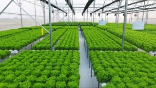 TP.HCM: Nỗ lực xây dựng chuỗi nông sản thực phẩm sạch