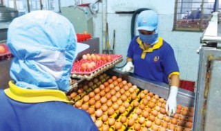 Tư tưởng tiểu nông trong thương vụ triệu đô