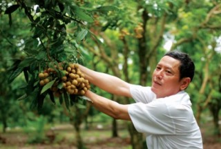 Mở lối cho trái nhãn vươn xa
