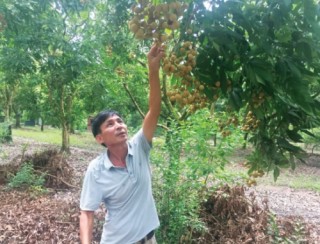Phát triển mô hình HTX nông nghiệp kiểu mới: Thúc đẩy chuỗi nông sản