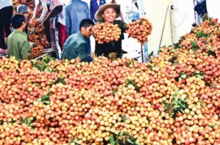 Xuất khẩu sang Trung Quốc: Thời cơ và thách thức mới
