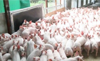 Để hội nhập không “dập” chăn nuôi