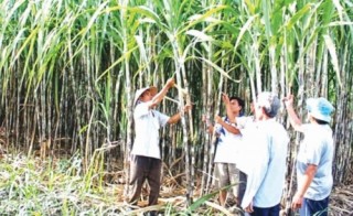 Nghịch lý đường nhiều, giá cao