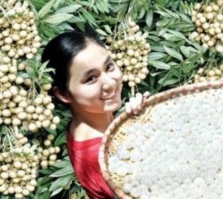 Giữ thương hiệu cho nhãn lồng Hưng Yên