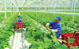 DN không mặn mà đầu tư vào nông nghiệp