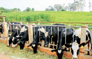 Thức ăn chăn nuôi: Thị trường dẫn dắt cuộc chơi