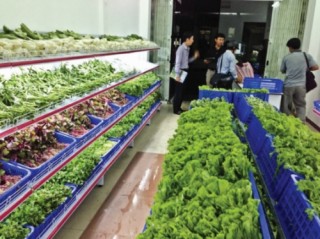 Rau quả “giậm chân” ở thị trường khó tính