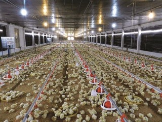 Doanh nghiệp ngành chăn nuôi: Chủ động đón TPP