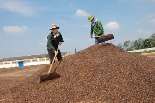 Yếu tố làm giảm giá trị cà phê Việt Nam