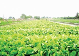 TP. Hồ Chí Minh: Phát triển du lịch nông nghiệp công nghệ cao