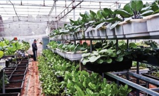 Thu hút đầu tư sản xuất nông sản sạch