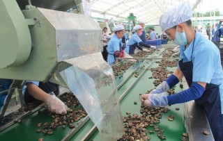 Doanh nghiệp ngành điều lại hụt hơi
