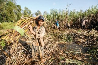 Mía đường “ngồi trên lửa” trước cửa hội nhập - Bài 3