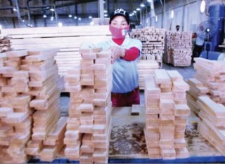Xuất khẩu gỗ gặp khó với EUTR