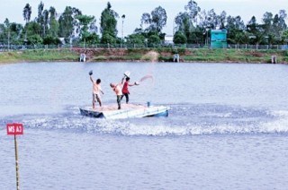 Thị trường nguyên liệu sản xuất thức ăn chăn nuôi: Cầu cao, cung ít