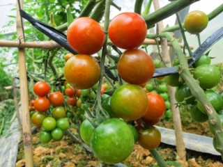 Cần đẩy mạnh phát triển nông nghiệp hữu cơ