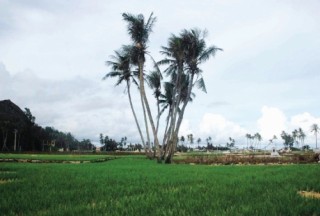 Nguy cơ mất thương hiệu tỏi Lý Sơn