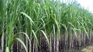 Bỏ hạn ngạch nhập khẩu, mía đường lao đao