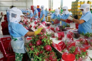 Đừng lãng phí cơ hội từ FTA