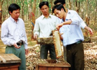 Cơ hội cho mật ong Việt