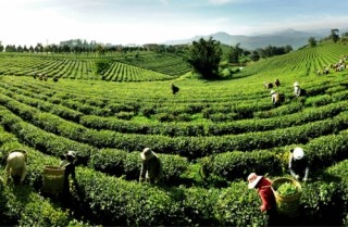 Ngành chè và những nỗ lực trong xuất khẩu