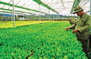 Thị trường Hàn Quốc mở nhưng không dễ vào