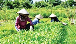 Nút thắt trong nông nghiệp công nghệ cao