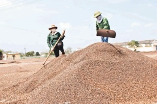 Xu hướng chế biến nông sản chuyên sâu