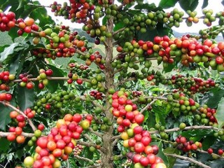 Nông nghiệp cũng gia công