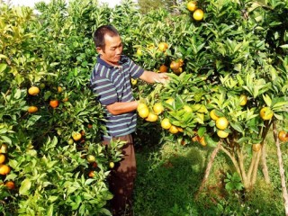 Cam Cao Phong: Phát triển thương hiệu từ chỉ dẫn địa lý
