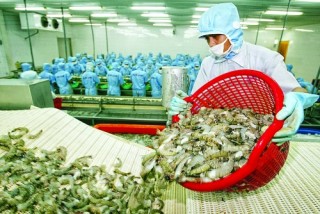 Bảo hộ sản xuất trước nỗi lo… chệch hướng